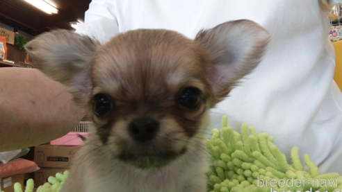 成約済の愛知県のチワワ(ロングコート)-295903の2枚目