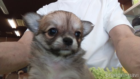 成約済の愛知県のチワワ(ロングコート)-295904の6枚目