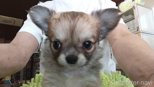 成約済の愛知県のチワワ(ロングコート)-295904の4枚目