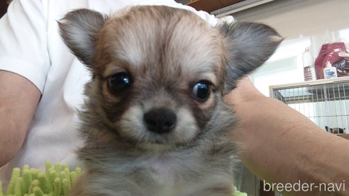 成約済の愛知県のチワワ(ロングコート)-295904の3枚目