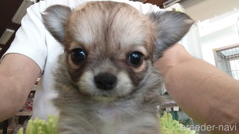 成約済の愛知県のチワワ(ロングコート)-295904の2枚目