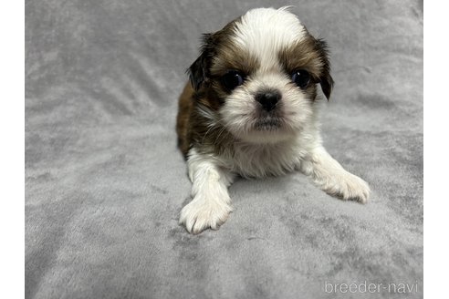 子犬