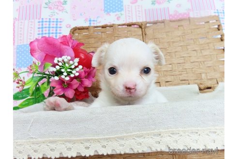 成約済の千葉県のチワワ(ロングコート)-303878の1枚目