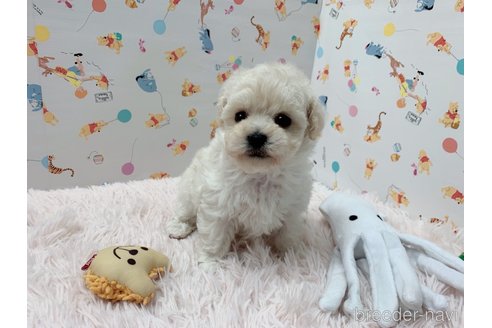 成約済の東京都のマルプー:マルチーズ×トイプードル-299479の4枚目