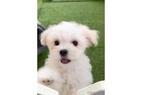 成約済の福岡県のチワマル:チワワ×マルチーズ-294085の4枚目