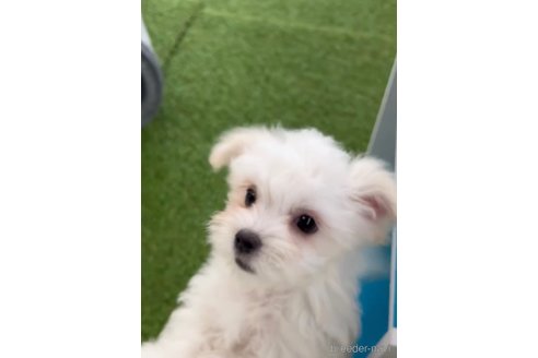 成約済の福岡県のチワマル:チワワ×マルチーズ-294085の5枚目