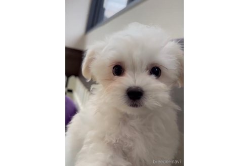 成約済の福岡県のチワマル:チワワ×マルチーズ-294085の2枚目