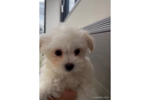 成約済の福岡県のチワマル:チワワ×マルチーズ-294085の3枚目