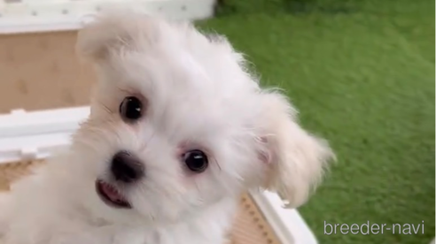 成約済の福岡県のチワマル:チワワ×マルチーズ-294085