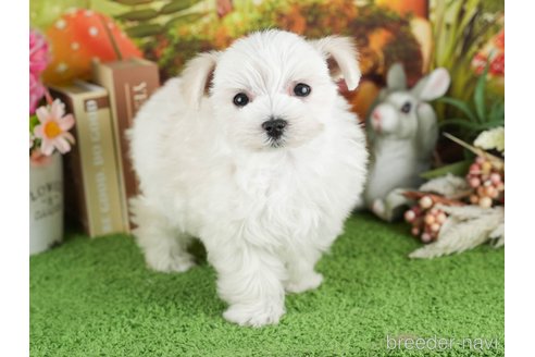 成約済の東京都のマルチーズ-303948の6枚目