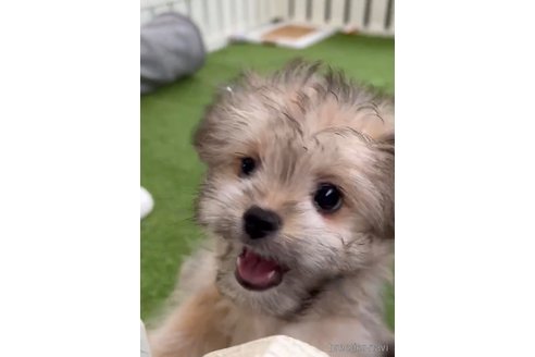 成約済の福岡県のチワマル:チワワ×マルチーズ-294055の7枚目