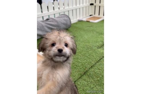 成約済の福岡県のチワマル:チワワ×マルチーズ-294055の8枚目