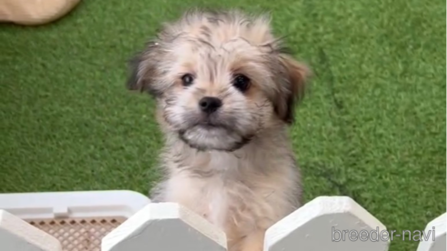 成約済の福岡県のチワマル:チワワ×マルチーズ-294055の6枚目