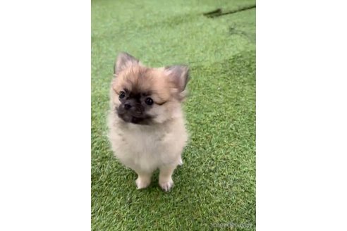 成約済の福岡県のポメチワ:ポメラニアン×チワワ-292999の7枚目