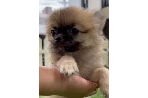 成約済の福岡県のポメチワ:ポメラニアン×チワワ-292999の3枚目