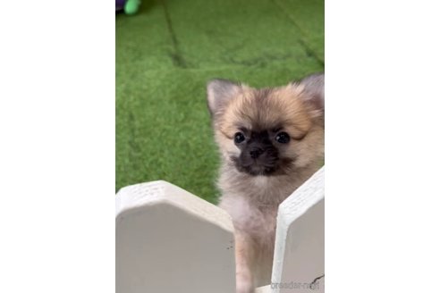 成約済の福岡県のポメチワ:ポメラニアン×チワワ-292999の4枚目