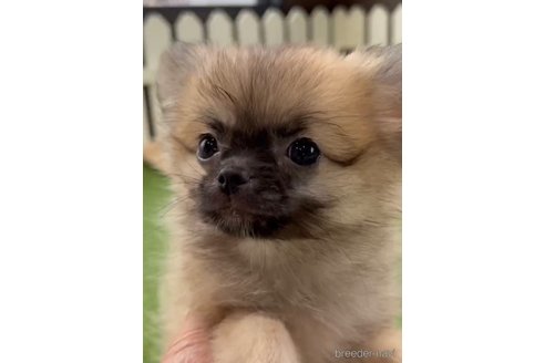 成約済の福岡県のポメチワ:ポメラニアン×チワワ-292999の2枚目