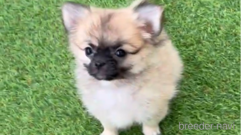 成約済の福岡県のポメチワ:ポメラニアン×チワワ-292999