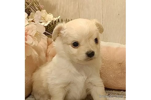 成約済の愛知県のチワワ(ロングコート)-303963の5枚目