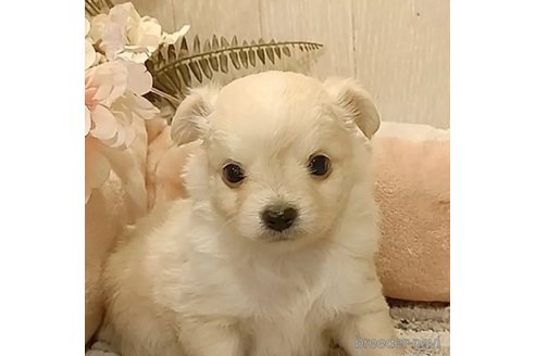 成約済の愛知県のチワワ(ロングコート)-303963の2枚目