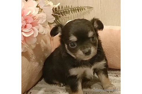成約済の愛知県のチワワ(ロングコート)-303968の4枚目