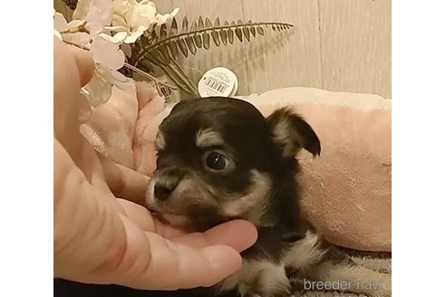 成約済の愛知県のチワワ(ロングコート)-303968の2枚目