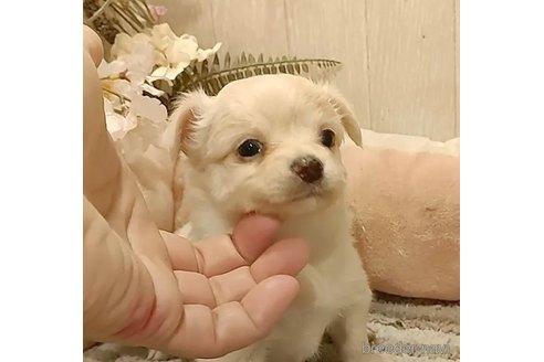 成約済の愛知県のチワワ(ロングコート)-303969の5枚目