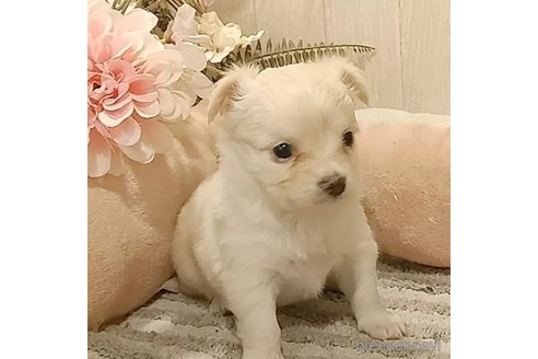 成約済の愛知県のチワワ(ロングコート)-303969の4枚目