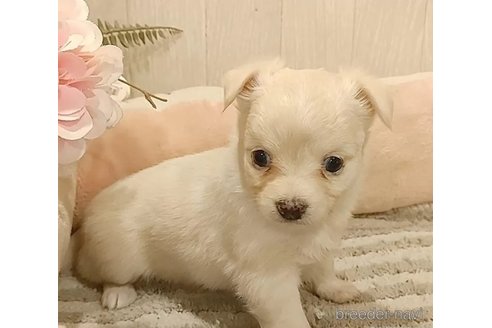 成約済の愛知県のチワワ(ロングコート)-303969の3枚目