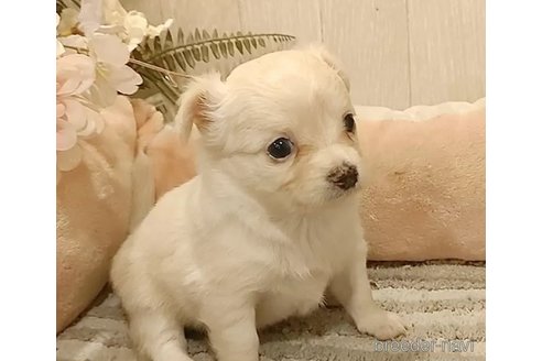 成約済の愛知県のチワワ(ロングコート)-303969の2枚目