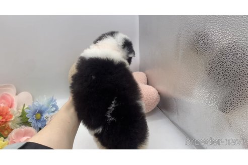 成約済の東京都のミックス犬-304006の18枚目