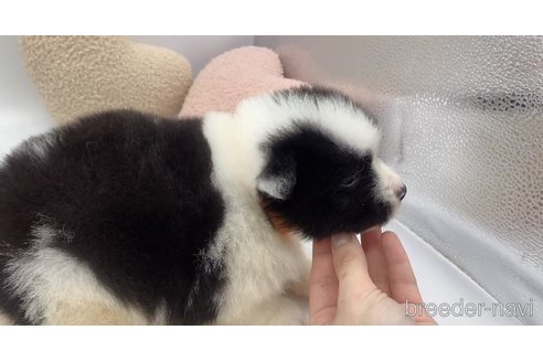成約済の東京都のミックス犬-304006の19枚目