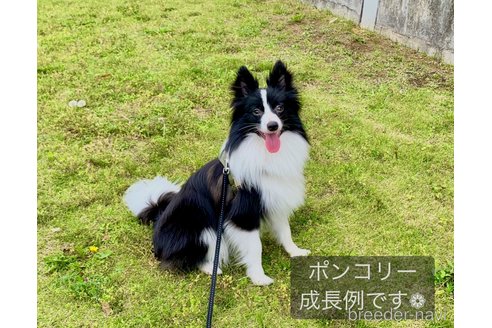 成約済の東京都のミックス犬-304007の5枚目