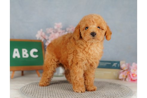 成約済の栃木県のトイプードル-304020の5枚目