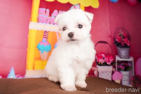 成約済の静岡県のマルチーズ-304028の5枚目