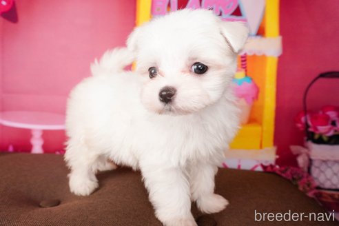 成約済の静岡県のマルチーズ-304028の6枚目