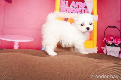 成約済の静岡県のマルチーズ-304028の2枚目