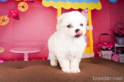 成約済の静岡県のマルチーズ-304028の3枚目