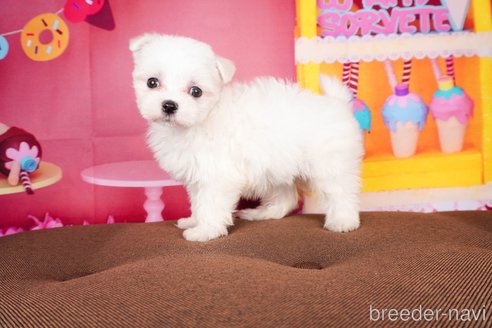 成約済の静岡県のマルチーズ-304028の4枚目