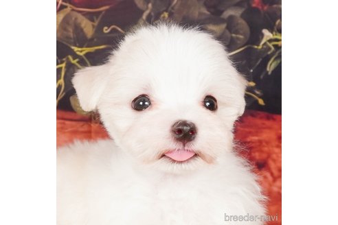 成約済の静岡県のマルチーズ-304031