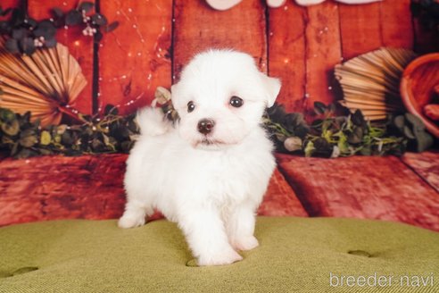 成約済の静岡県のマルチーズ-304031の6枚目