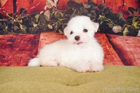 成約済の静岡県のマルチーズ-304031の4枚目