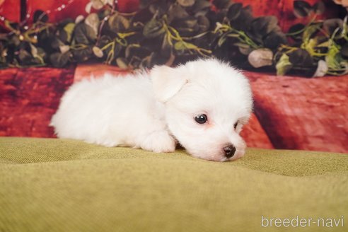 成約済の静岡県のマルチーズ-304031の5枚目