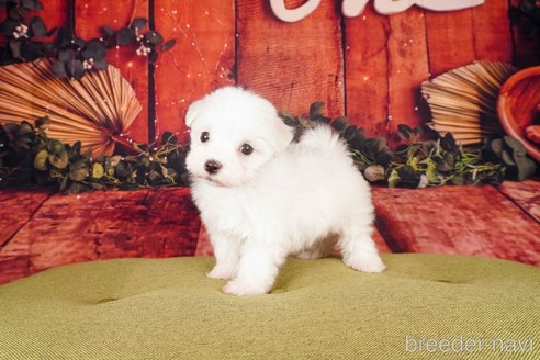 成約済の静岡県のマルチーズ-304031の2枚目