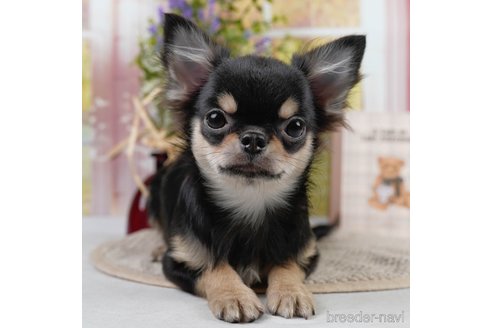 成約済の静岡県のチワワ(ロングコート)-304034の1枚目