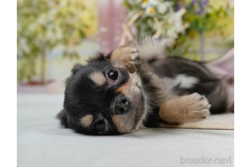 成約済の静岡県のチワワ(ロングコート)-304034の5枚目