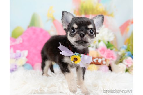 成約済の静岡県のチワワ(ロングコート)-304034の6枚目