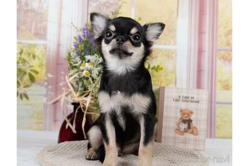 成約済の静岡県のチワワ(ロングコート)-304034の2枚目