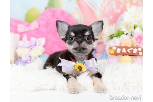 成約済の静岡県のチワワ(ロングコート)-304034の3枚目