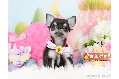 成約済の静岡県のチワワ(ロングコート)-304034の4枚目